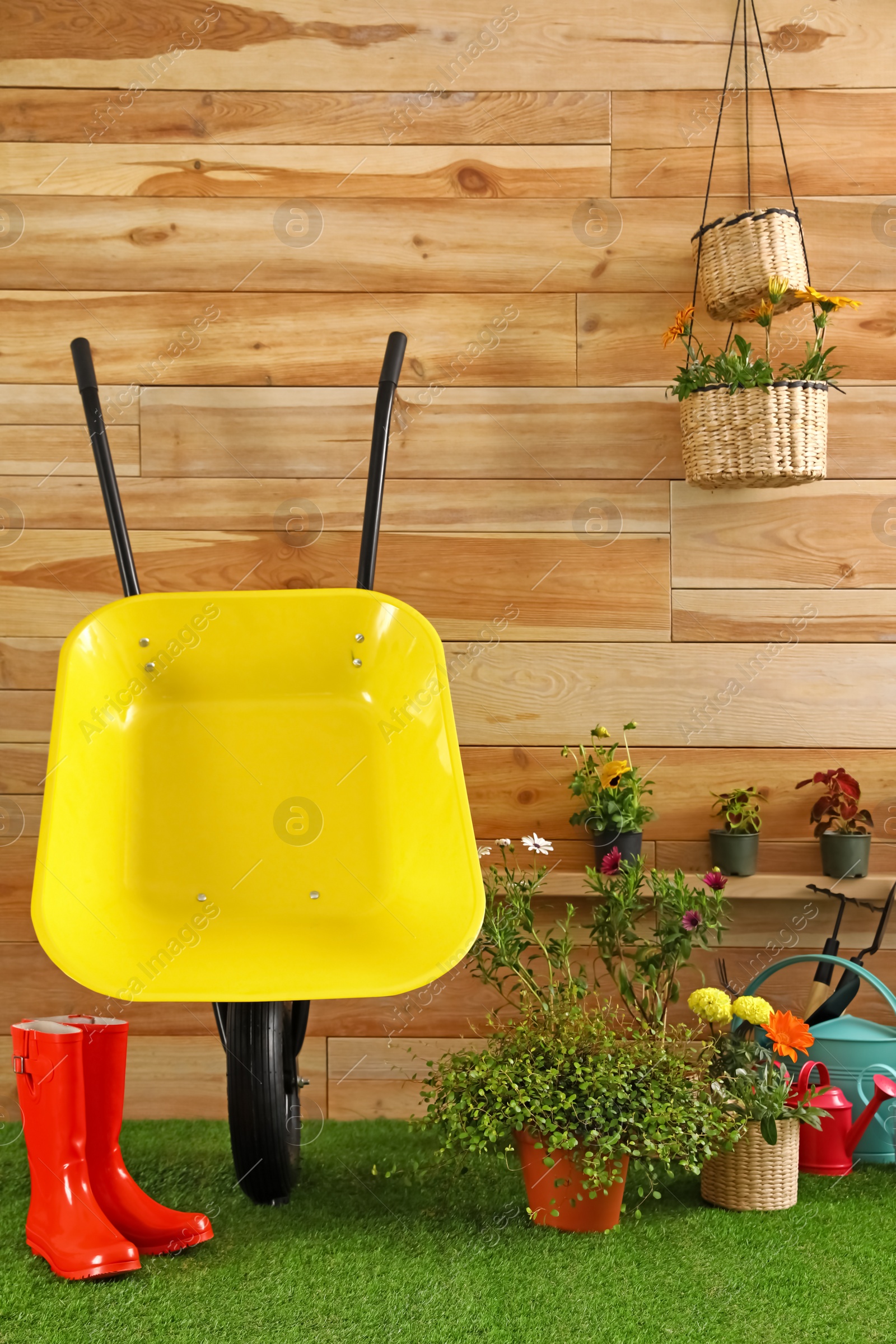 Photo of Wheelbarrow with gardening tools and flowers near wooden wall