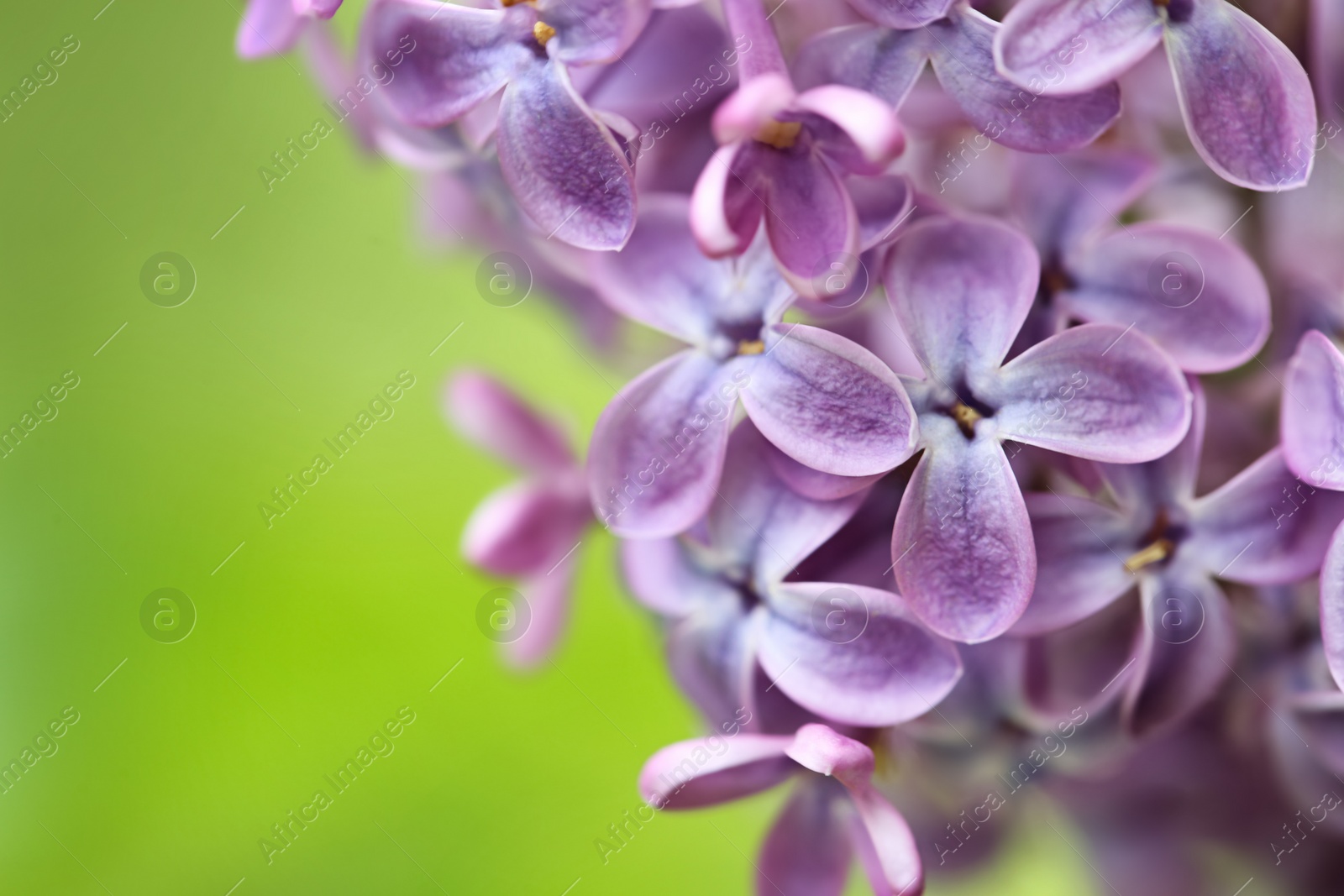 Photo of Beautiful blossoming lilac flowers on color background, closeup. Space for text