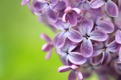 Photo of Beautiful blossoming lilac flowers on color background, closeup. Space for text