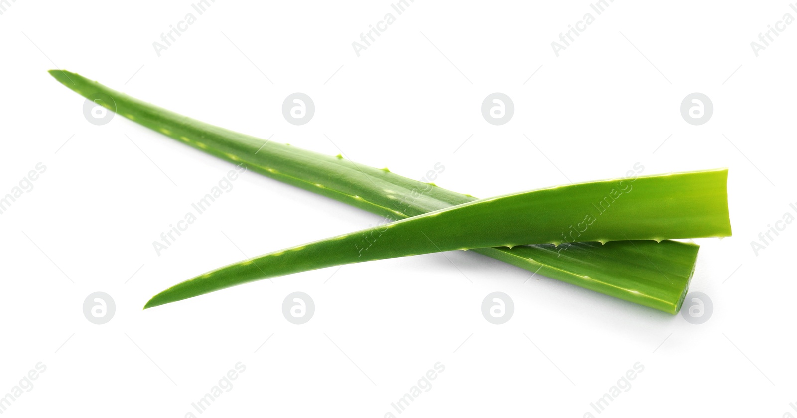 Photo of Aloe vera leaves on white background