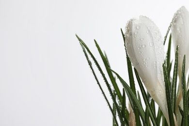 Beautiful crocuses with dew drops on white background. Space for text