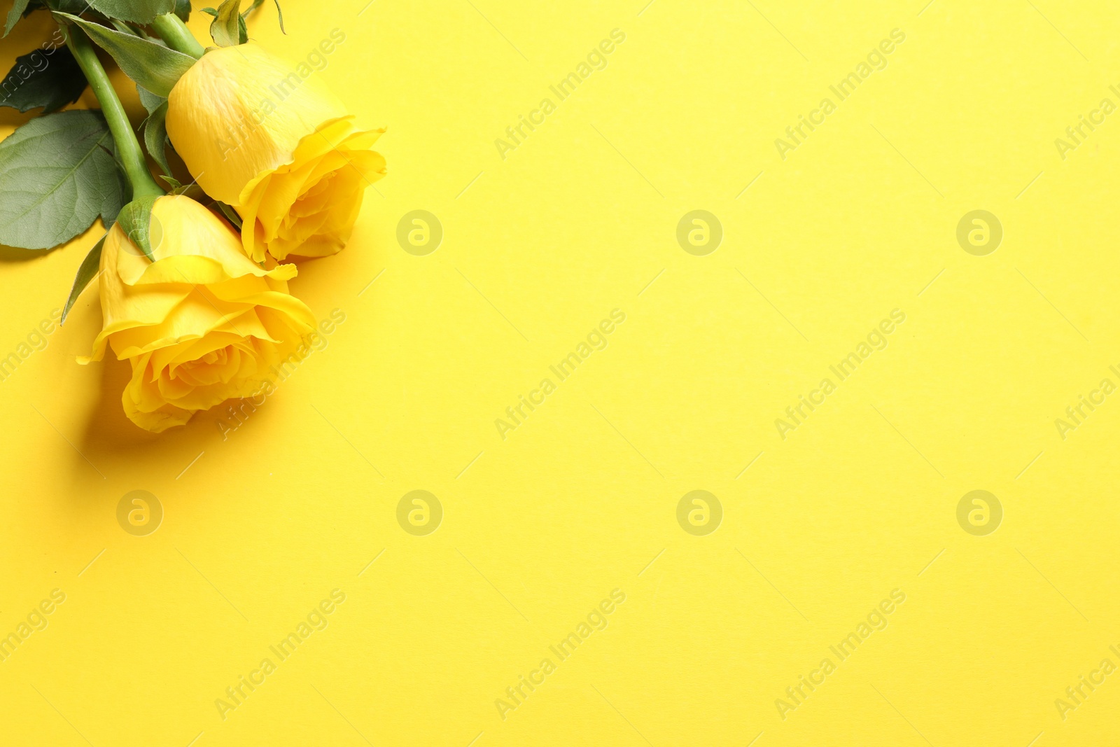 Photo of Beautiful roses on yellow background, above view. Space for text