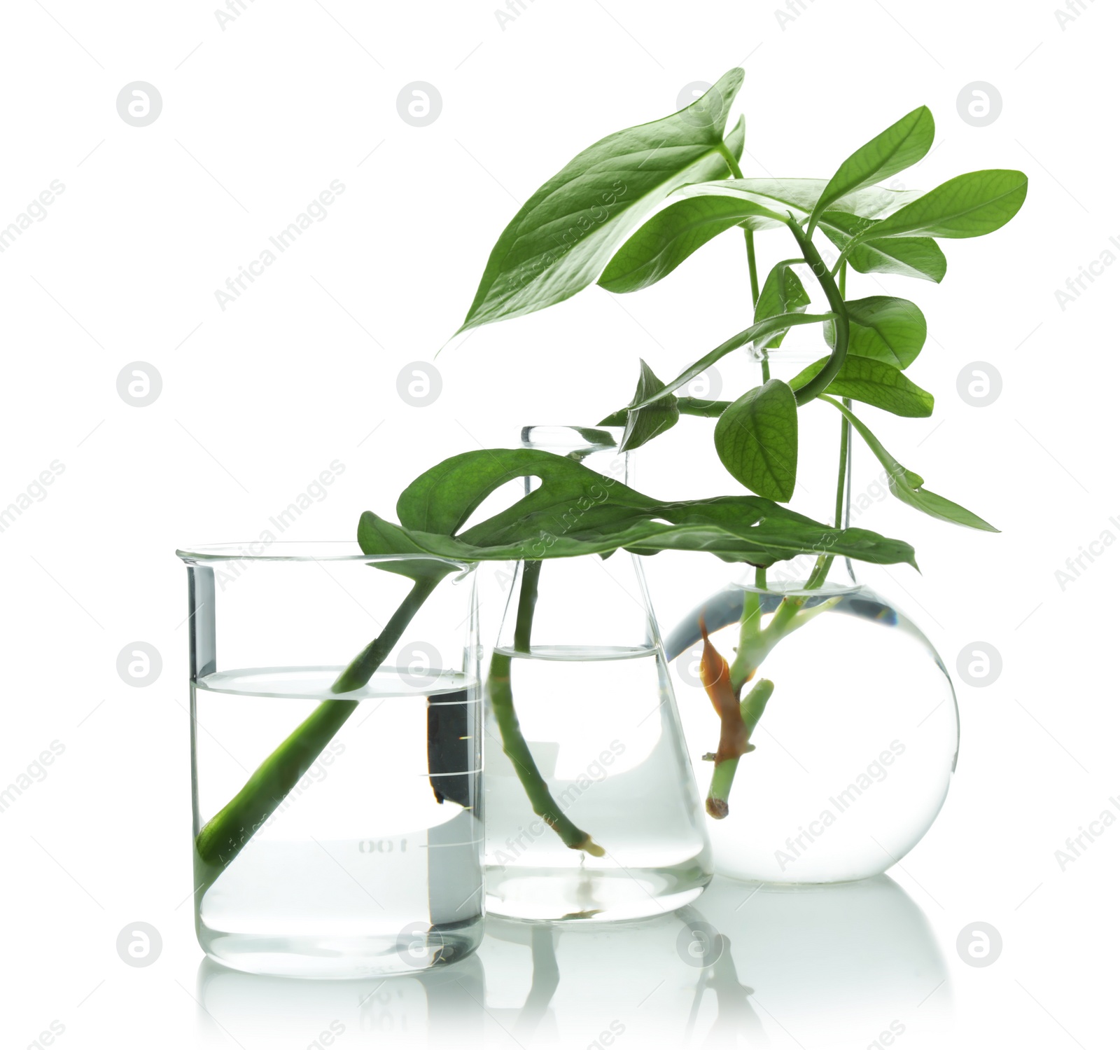 Photo of Flasks with exotic plants isolated on white. Organic chemistry