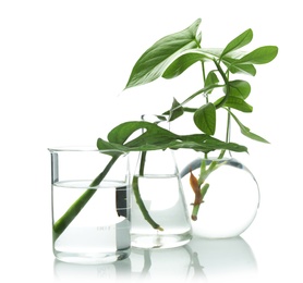 Flasks with exotic plants isolated on white. Organic chemistry