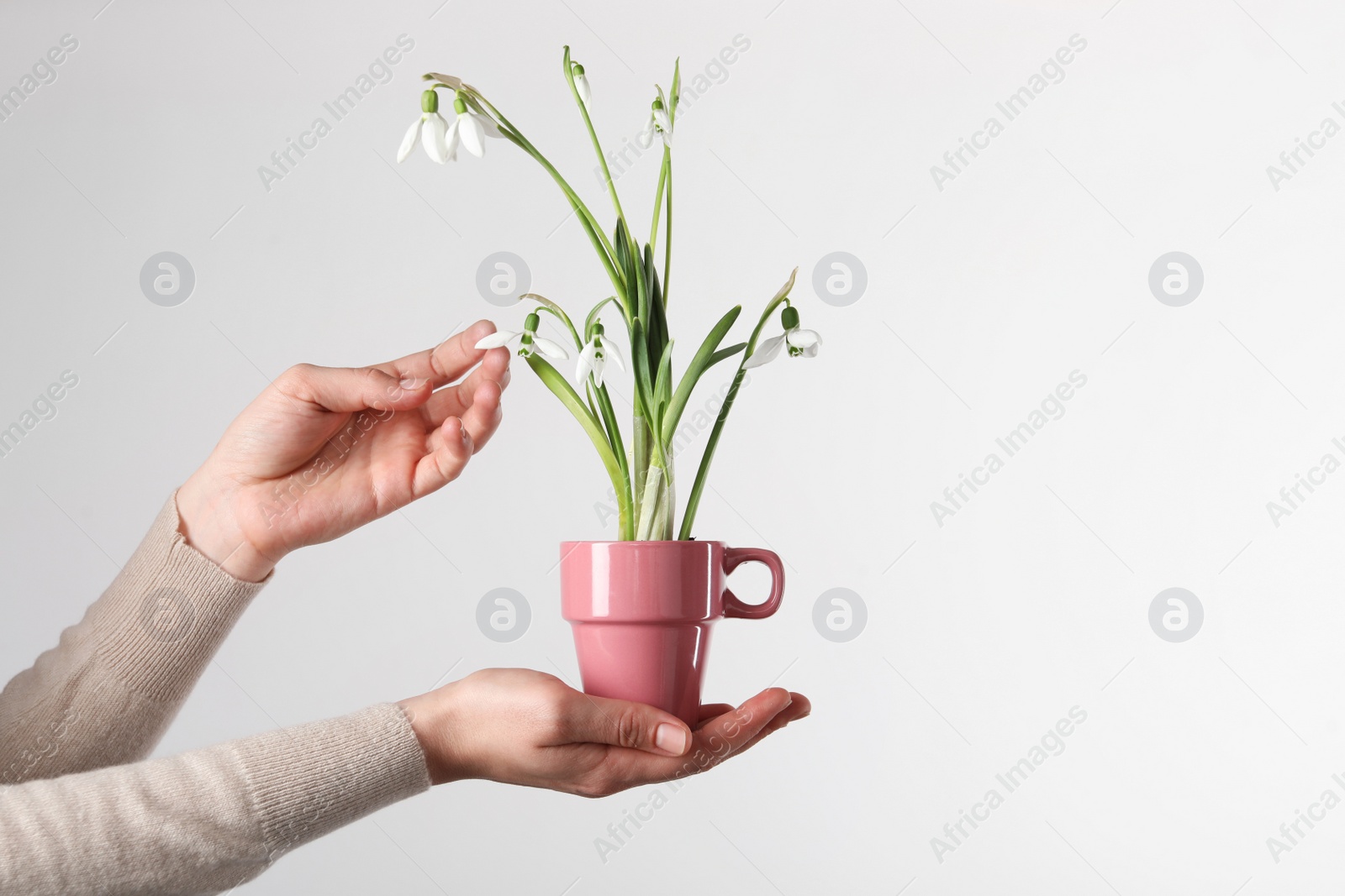 Photo of Woman holding pink cup with planted snowdrops on light background, closeup