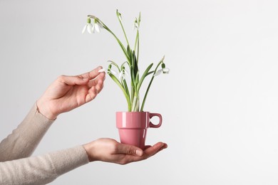 Woman holding pink cup with planted snowdrops on light background, closeup