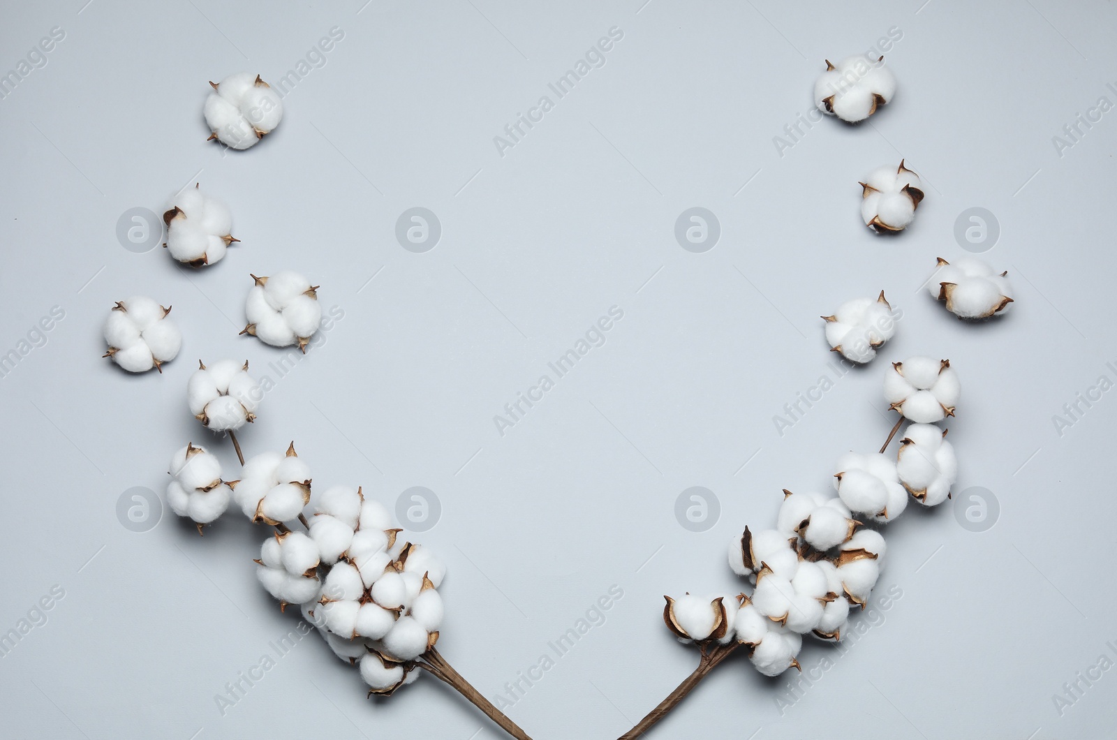 Photo of Beautiful cotton branches with fluffy flowers on light background, flat lay. Space for text