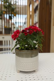 Beautiful potted red roses on white table indoors