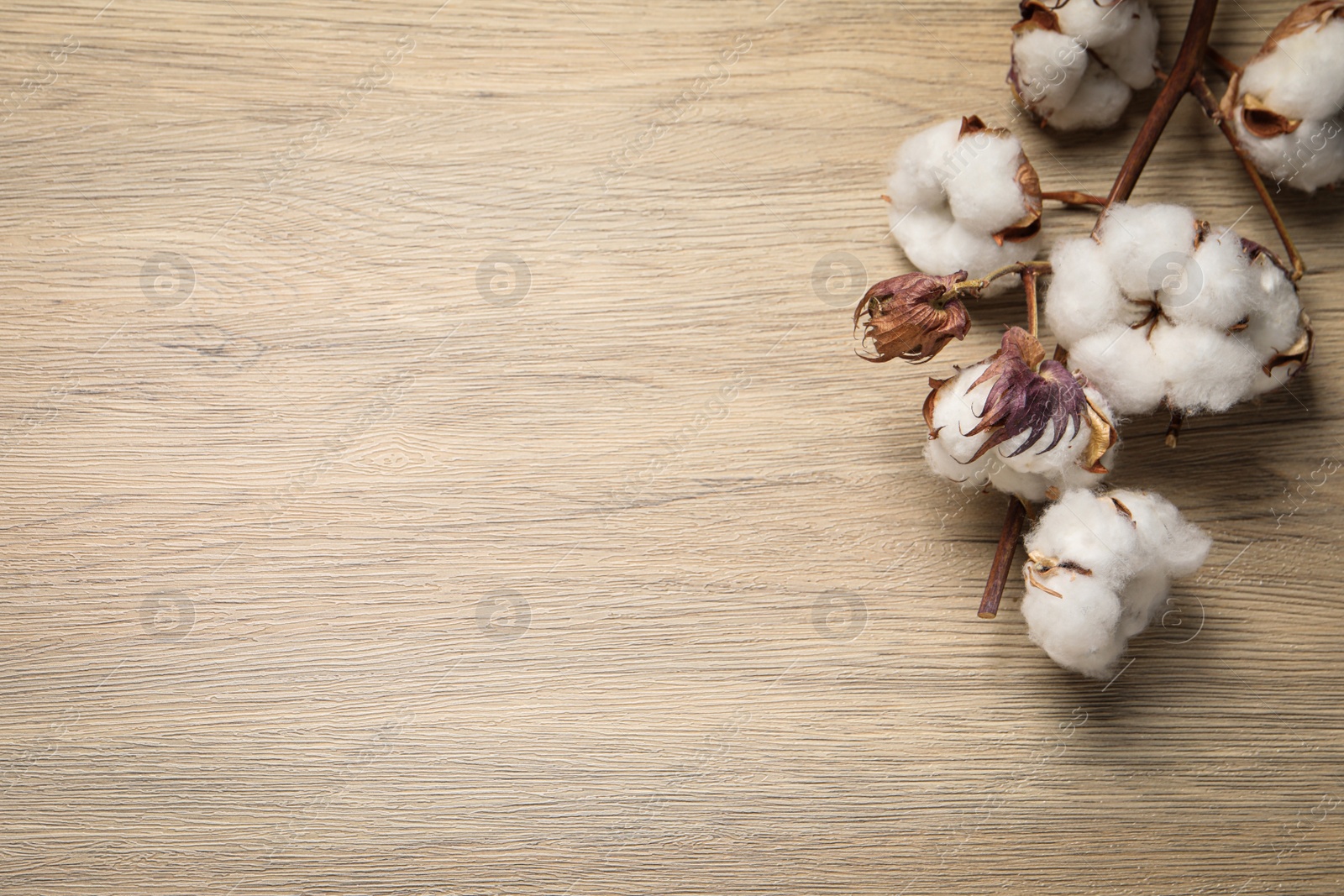 Photo of Dry cotton branch with fluffy flowers on wooden table, flat lay. Space for text