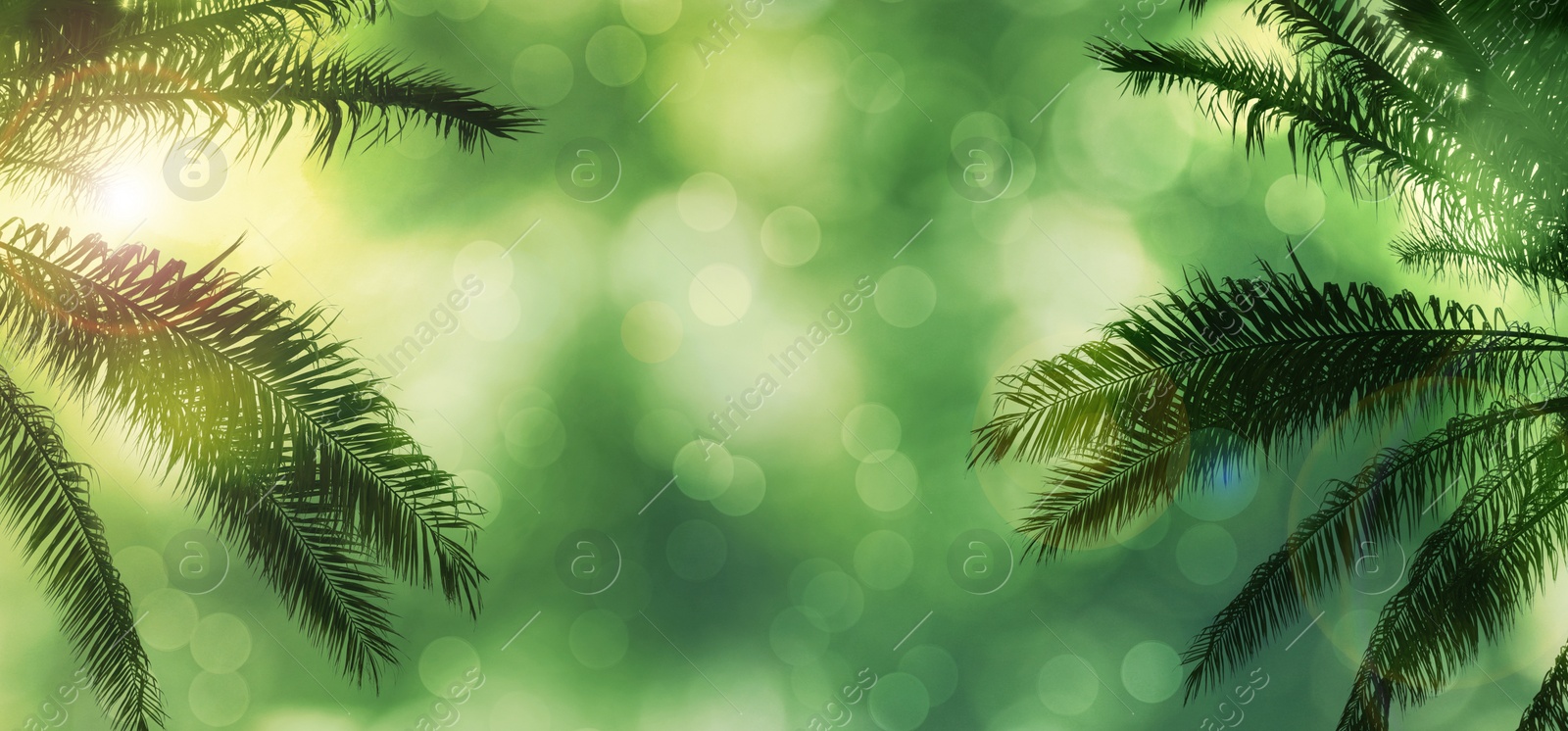 Image of Beautiful tropical palm trees outdoors. Banner design