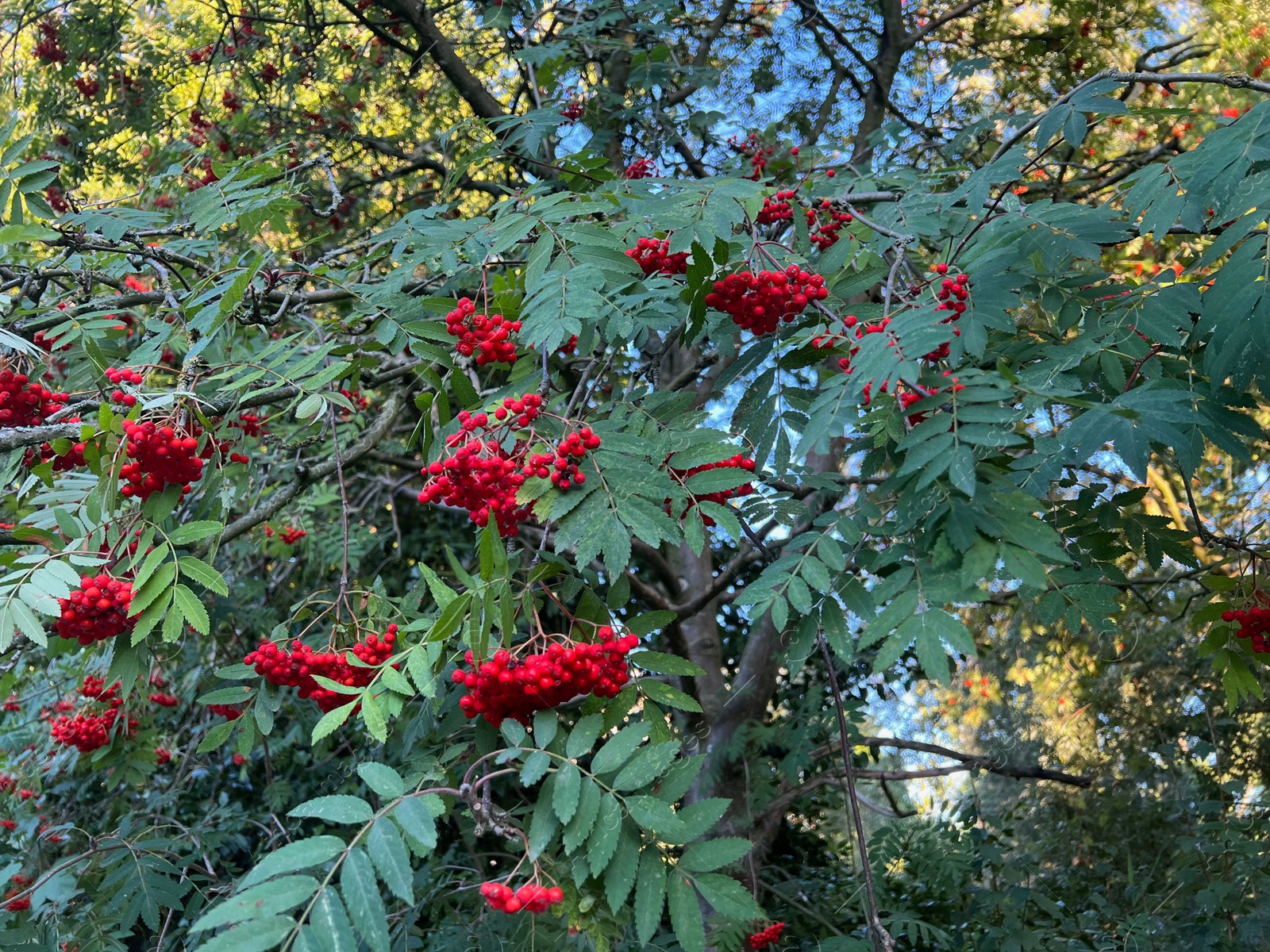 Photo of Rowan tree branches with red berries outdoors