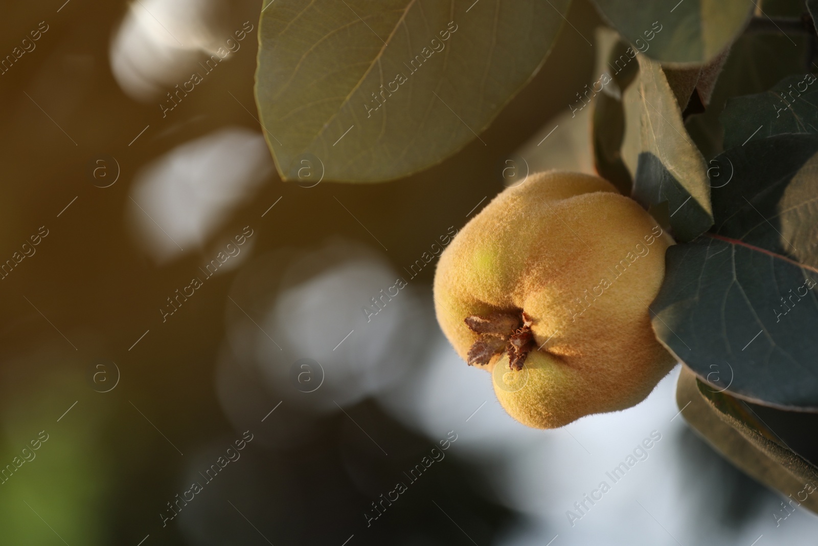 Photo of Quince tree branch with fruit outdoors, closeup. Space for text