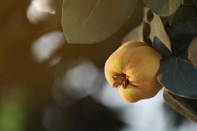 Quince tree branch with fruit outdoors, closeup. Space for text