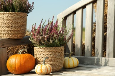 Photo of Beautiful heather flowers in pots and pumpkins on wooden bench outdoors, space for text