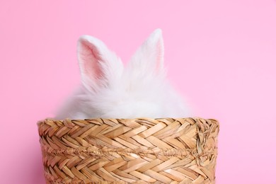 Fluffy white rabbit in wicker basket on pink background. Cute pet