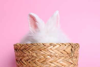 Photo of Fluffy white rabbit in wicker basket on pink background. Cute pet