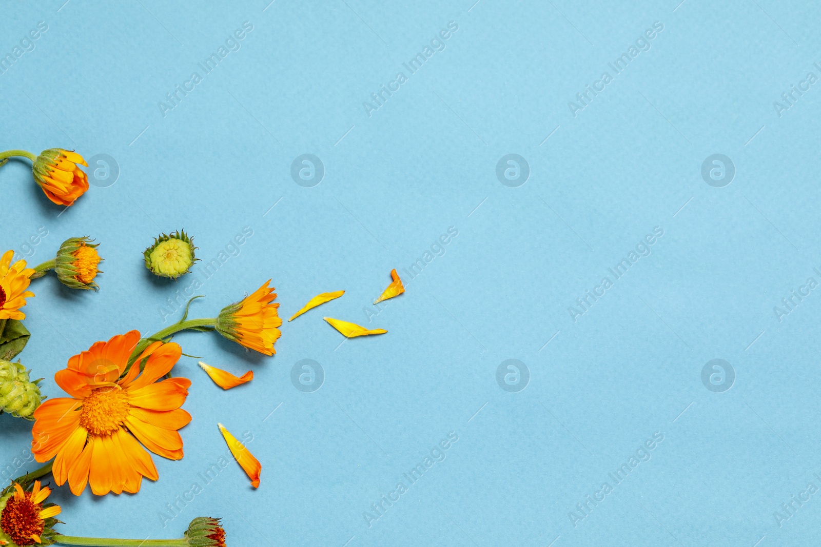 Photo of Beautiful fresh calendula flowers on light blue background, flat lay. Space for text