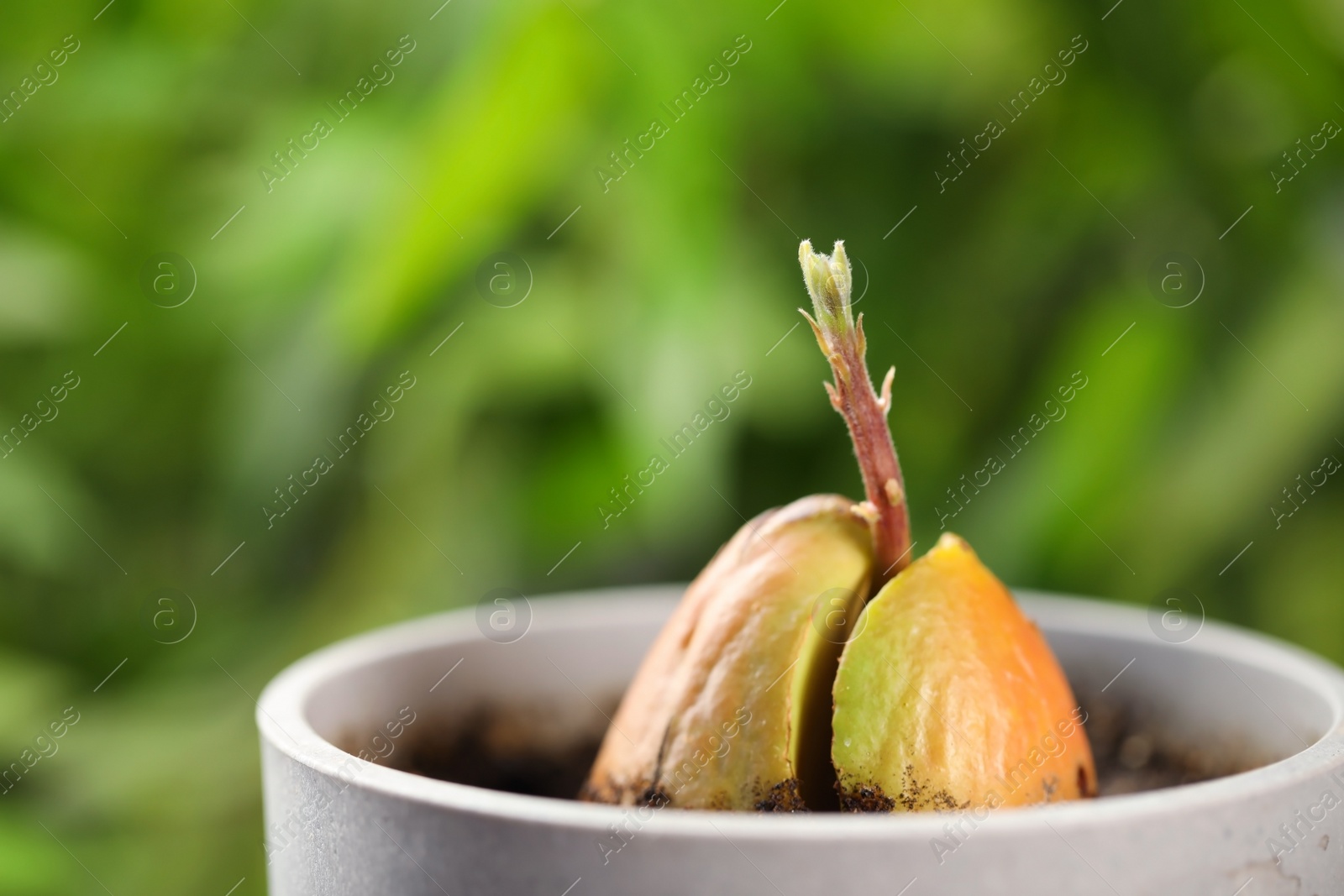 Photo of Avocado pit with sprout in pot on blurred background, closeup. Space for text