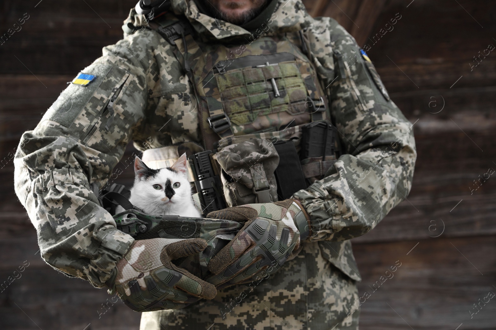 Photo of Ukrainian soldier rescuing animal. Little stray cat sitting in helmet outdoors, closeup