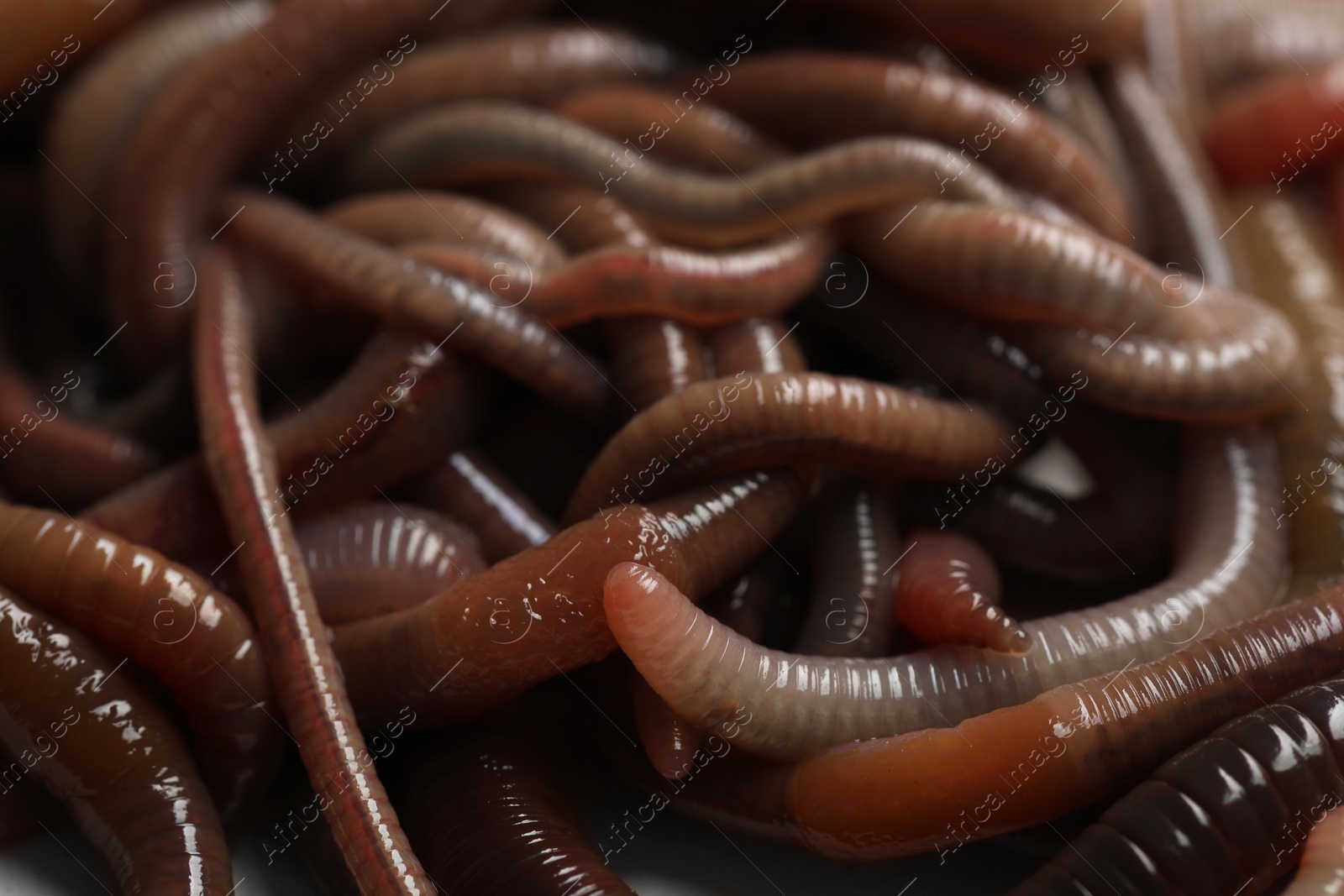 Photo of Many earthworms as background, closeup. Terrestrial invertebrates