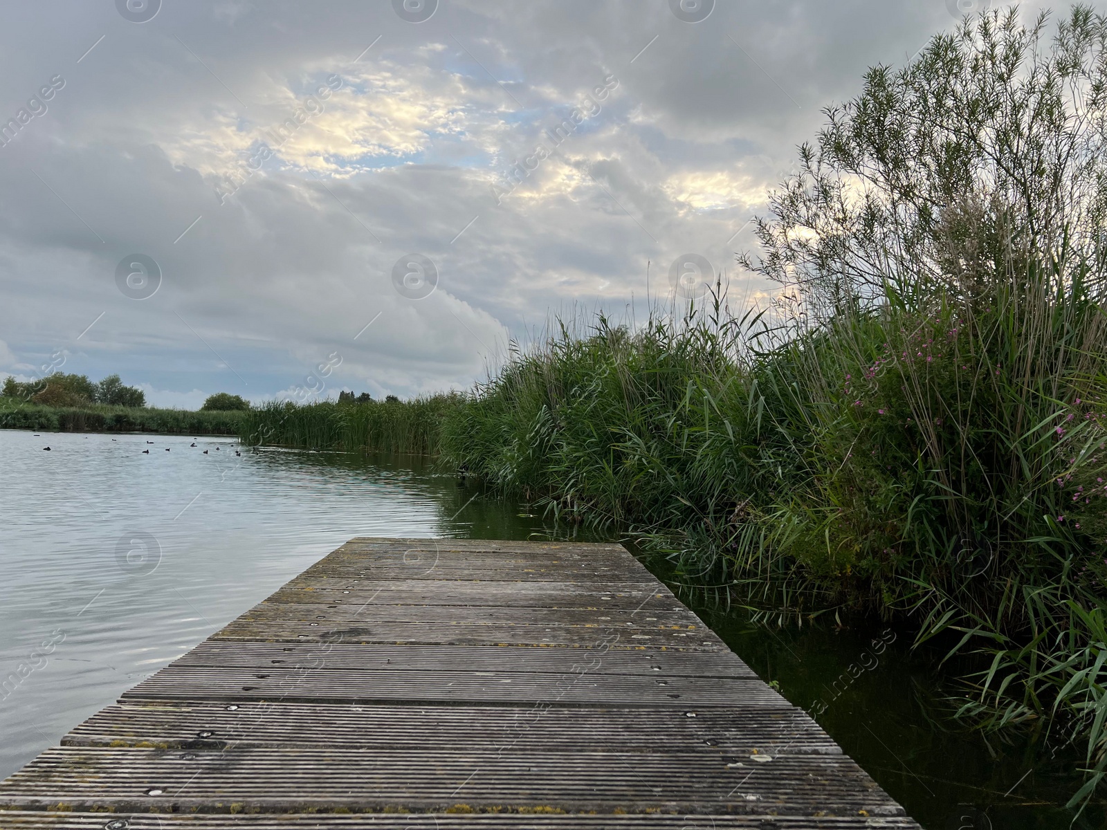 Photo of Picturesque view of river reeds and cloudy sky