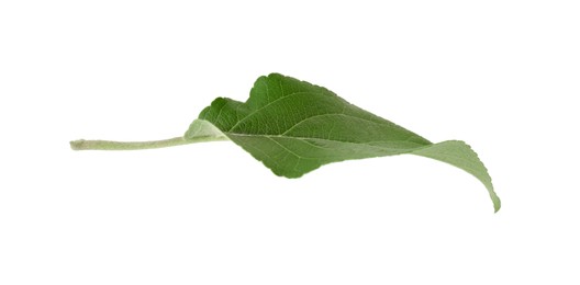 Photo of One fresh apple tree leaf isolated on white