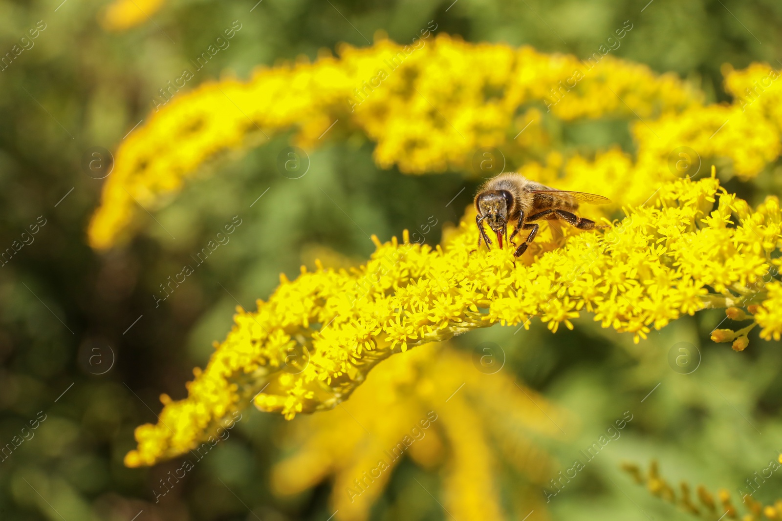 Photo of Honeybee collecting nectar from yellow flowers outdoors, closeup. Space for text