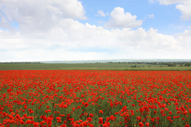 Photo of Beautiful red poppy flowers growing in field