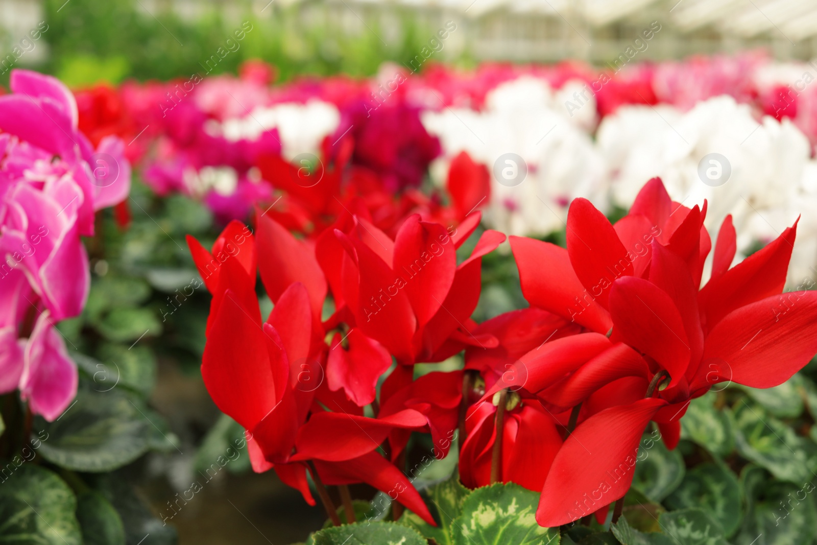 Photo of Many fresh blooming flowers, closeup. Home gardening