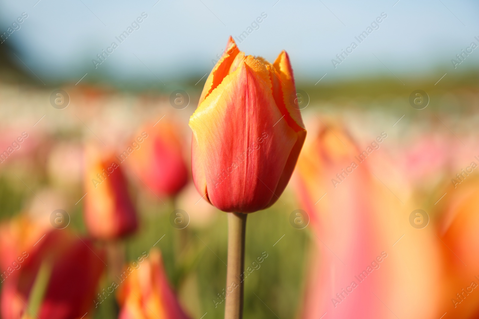 Photo of Beautiful colorful tulip flowers growing in field on sunny day, closeup