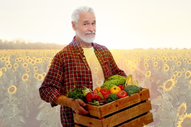 Double exposure of farmer with crate of harvest and sunflower field