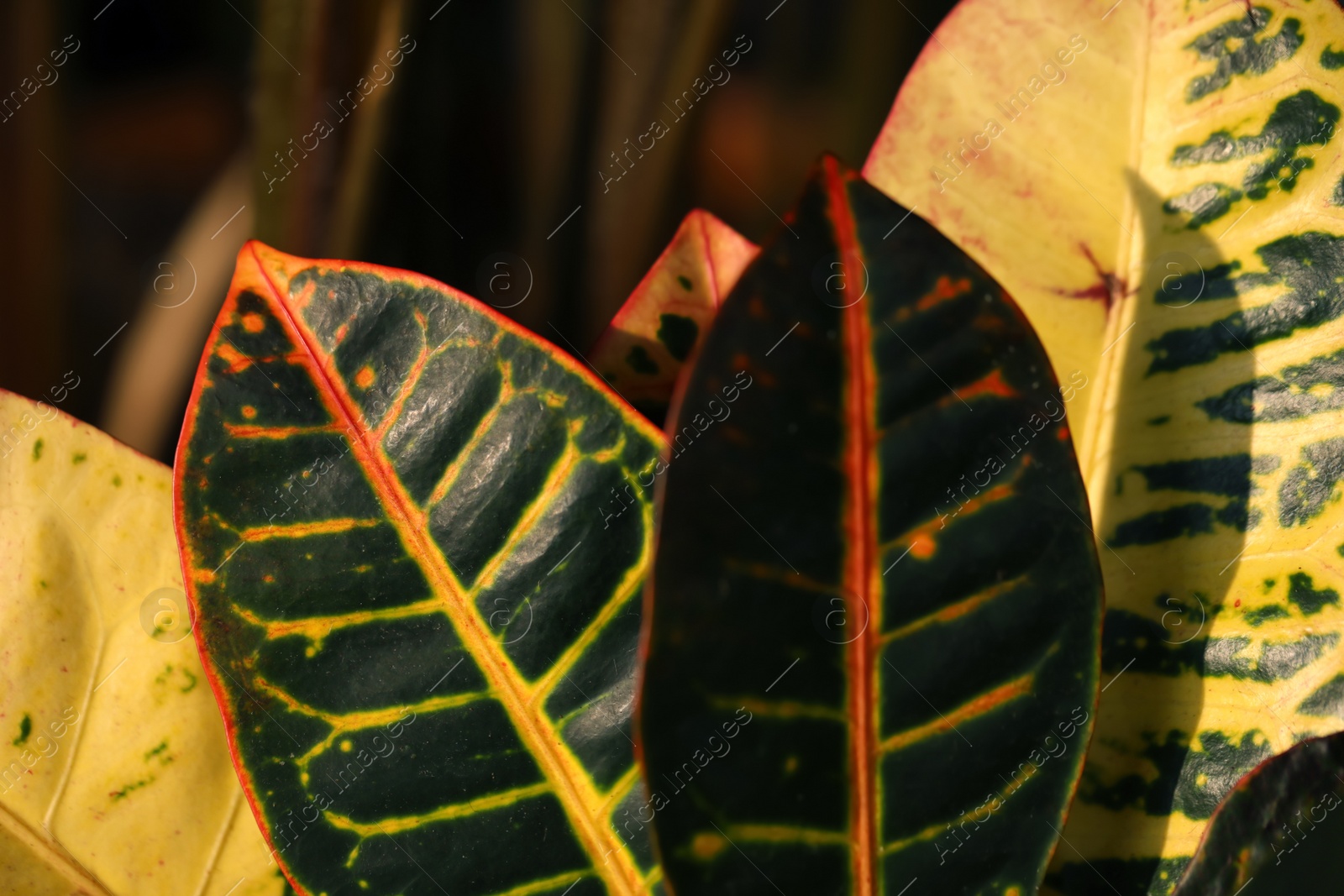 Photo of Tropical plant with colorful leaves on blurred background, closeup