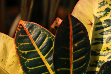 Tropical plant with colorful leaves on blurred background, closeup