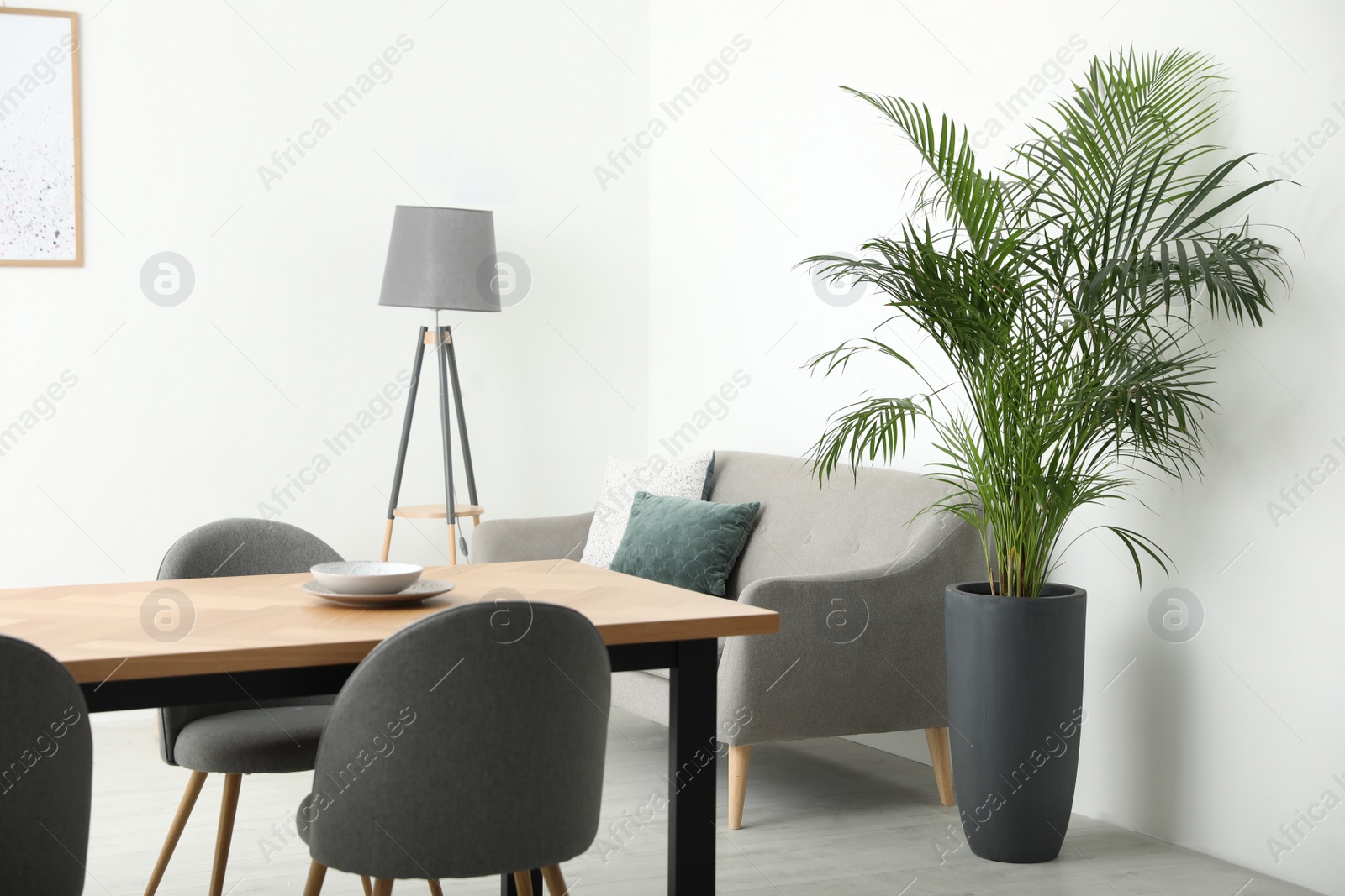 Photo of Beautiful potted palm in modern living room