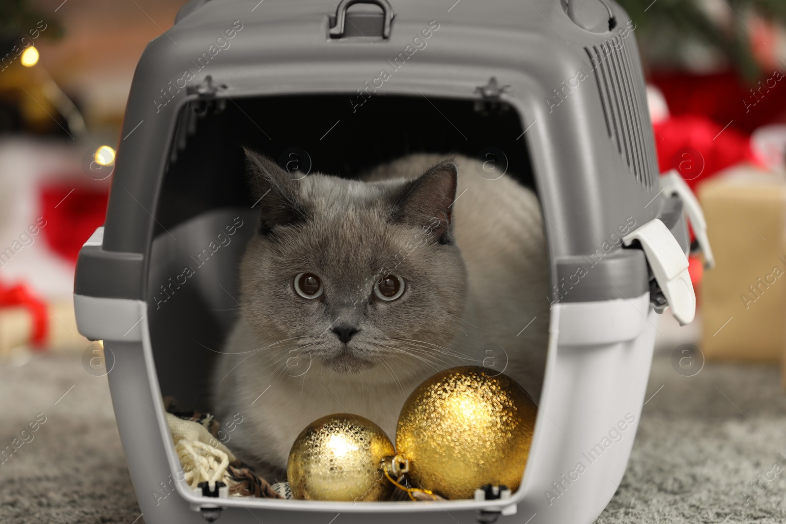 Photo of Cute cat in pet carrier near Christmas decor and gift boxes at home