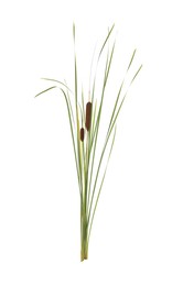 Photo of Beautiful reeds with catkins on white background