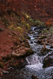 Clear stream running through beautiful autumn forest