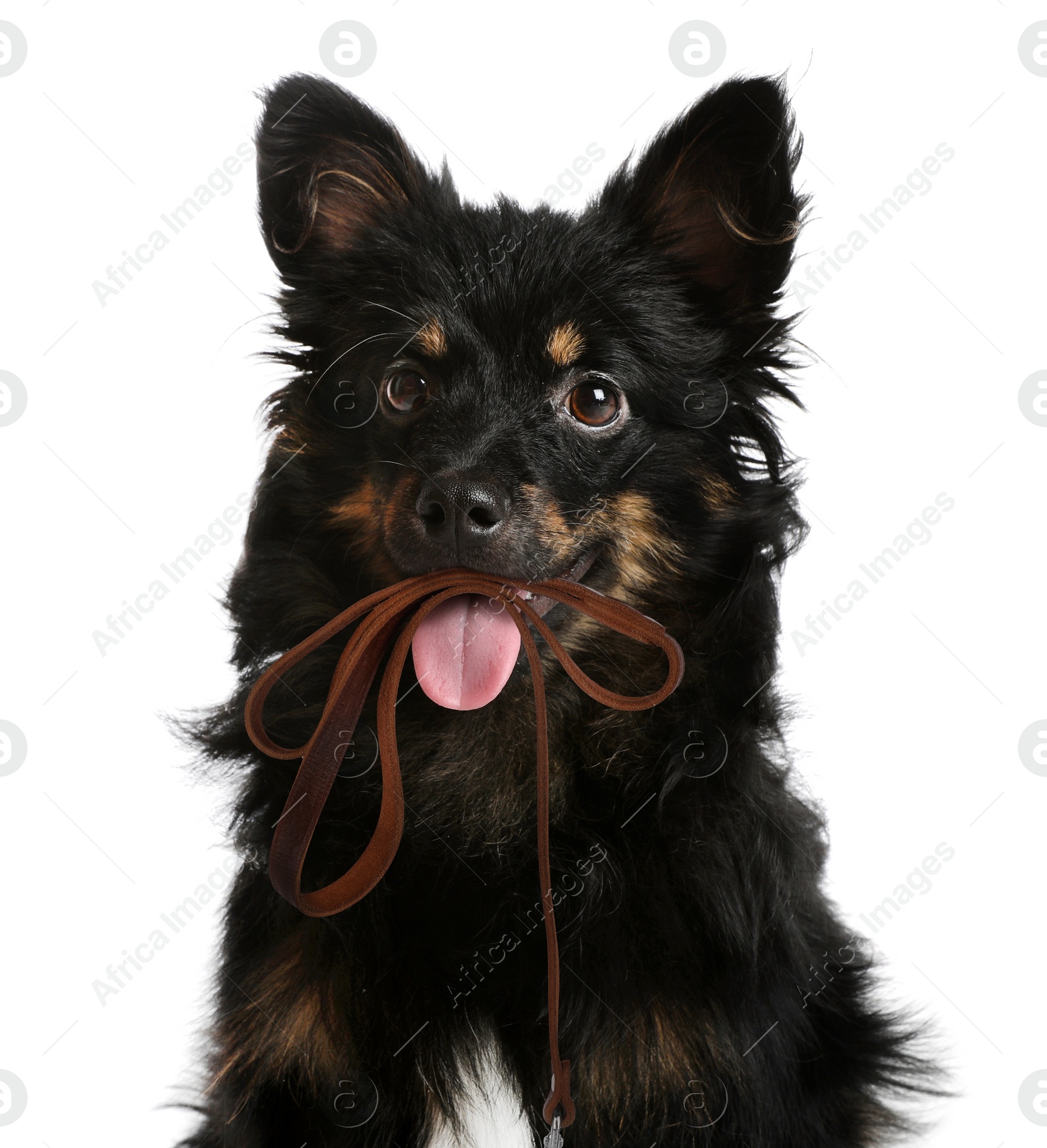 Image of Cute dog holding leash in mouth on white background