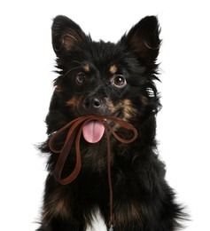 Cute dog holding leash in mouth on white background