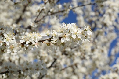 Photo of Beautiful cherry tree with white blossoms outdoors, closeup