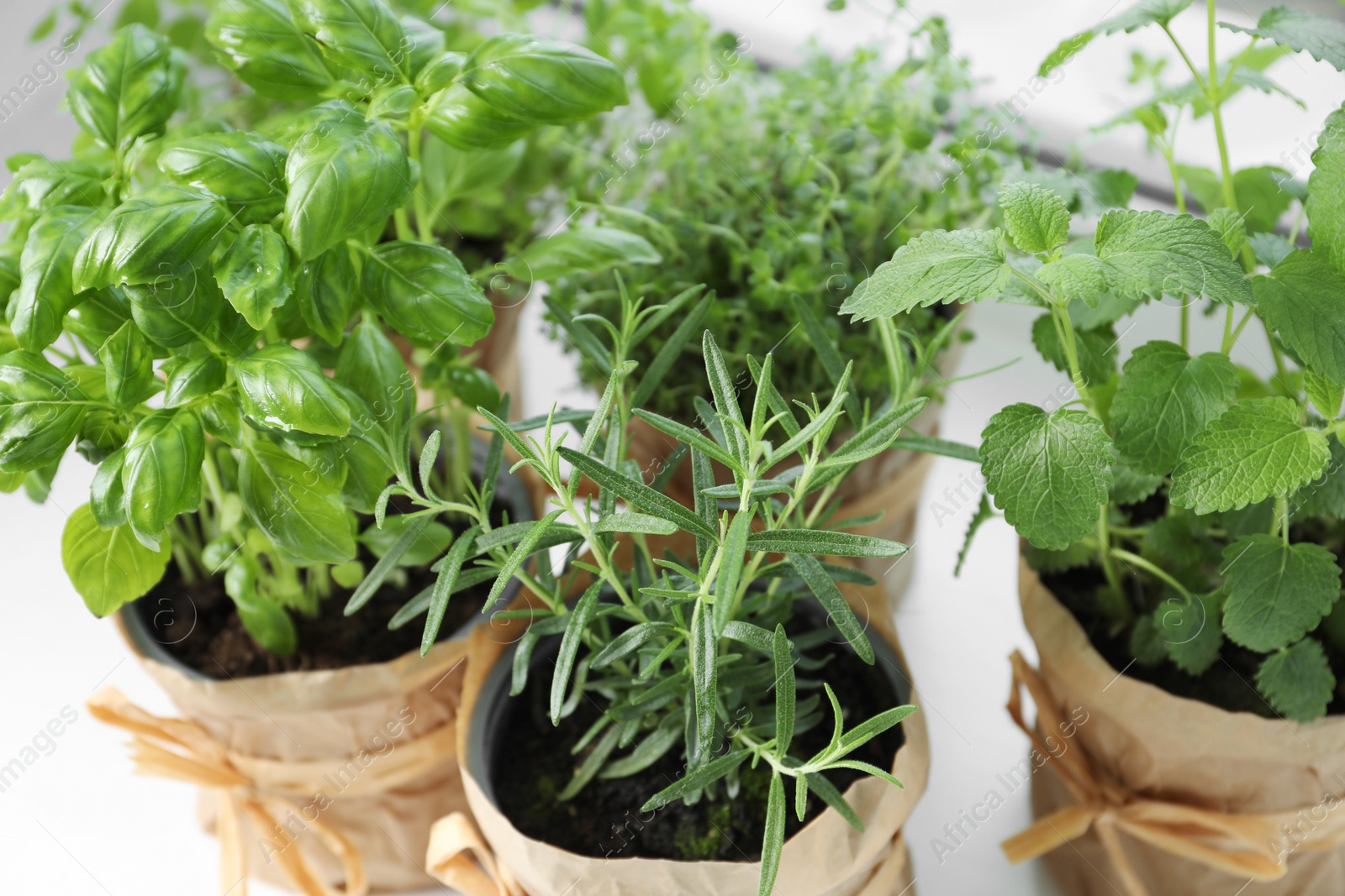 Photo of Different fresh potted herbs on windowsill indoors, closeup