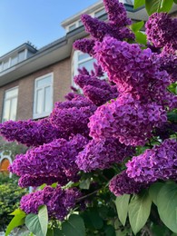 Photo of Beautiful lilac shrub with purple flower growing outdoors, closeup