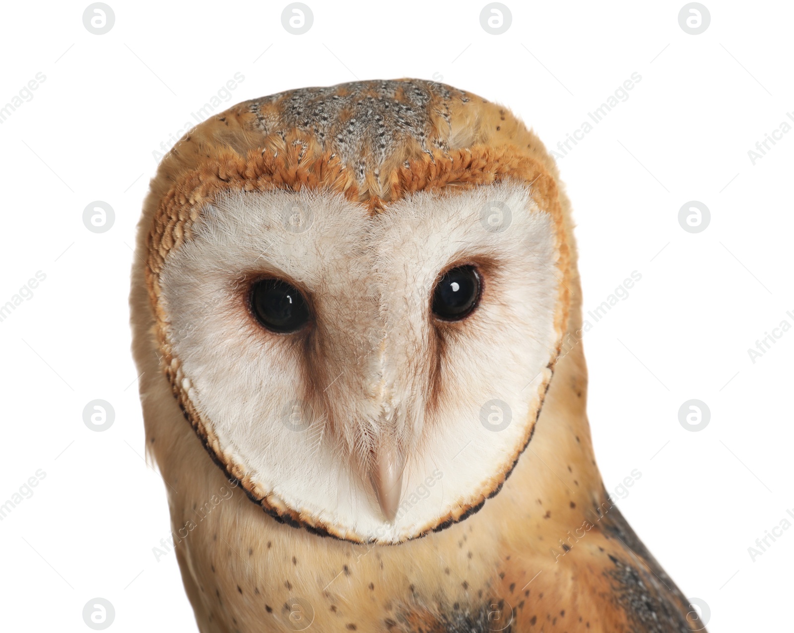 Photo of Beautiful common barn owl on white background, closeup