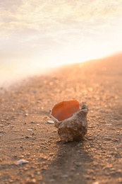 Sunlit sandy beach with beautiful seashell on summer day. Space for text