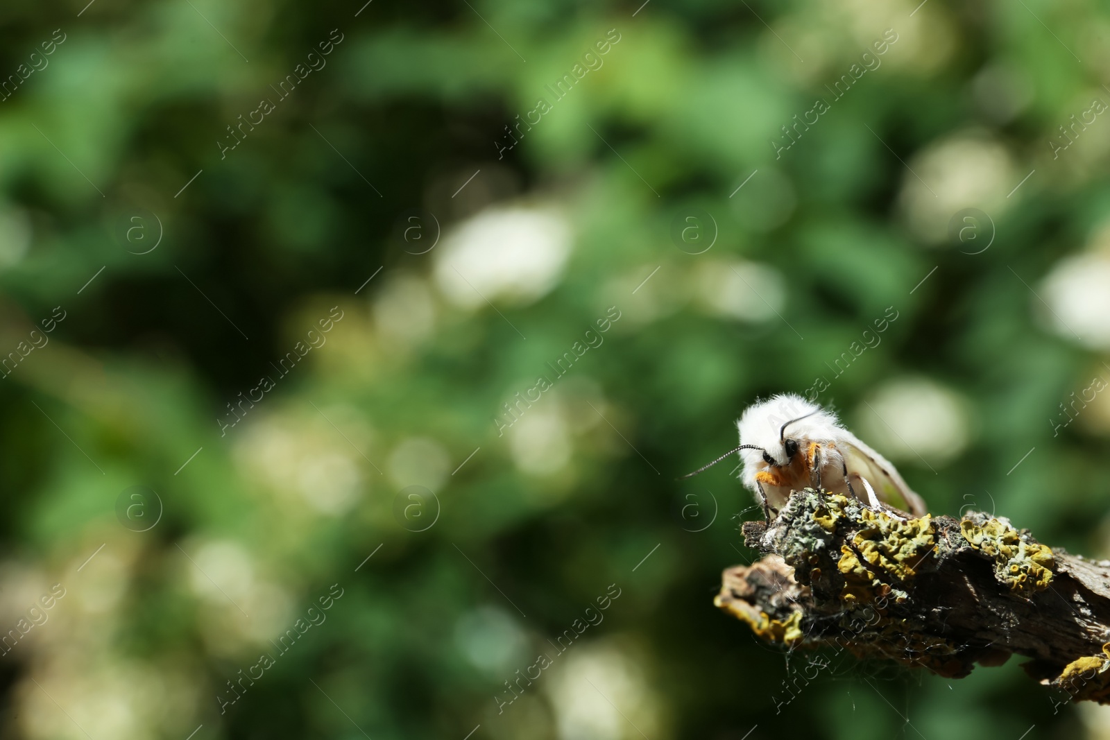 Photo of Beautiful moth on wooden twig outdoors, closeup. Space for text