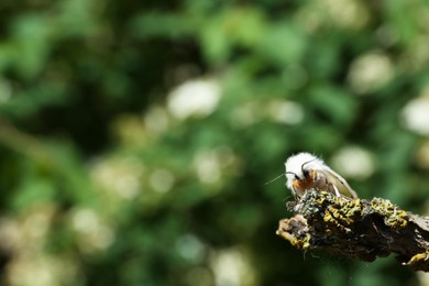 Photo of Beautiful moth on wooden twig outdoors, closeup. Space for text