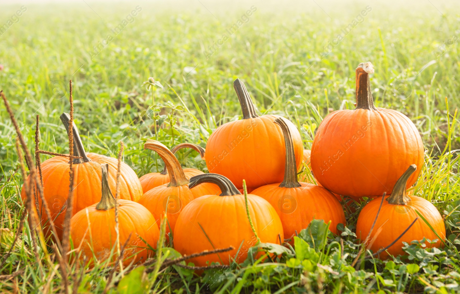 Photo of Many ripe orange pumpkins on green grass outdoors