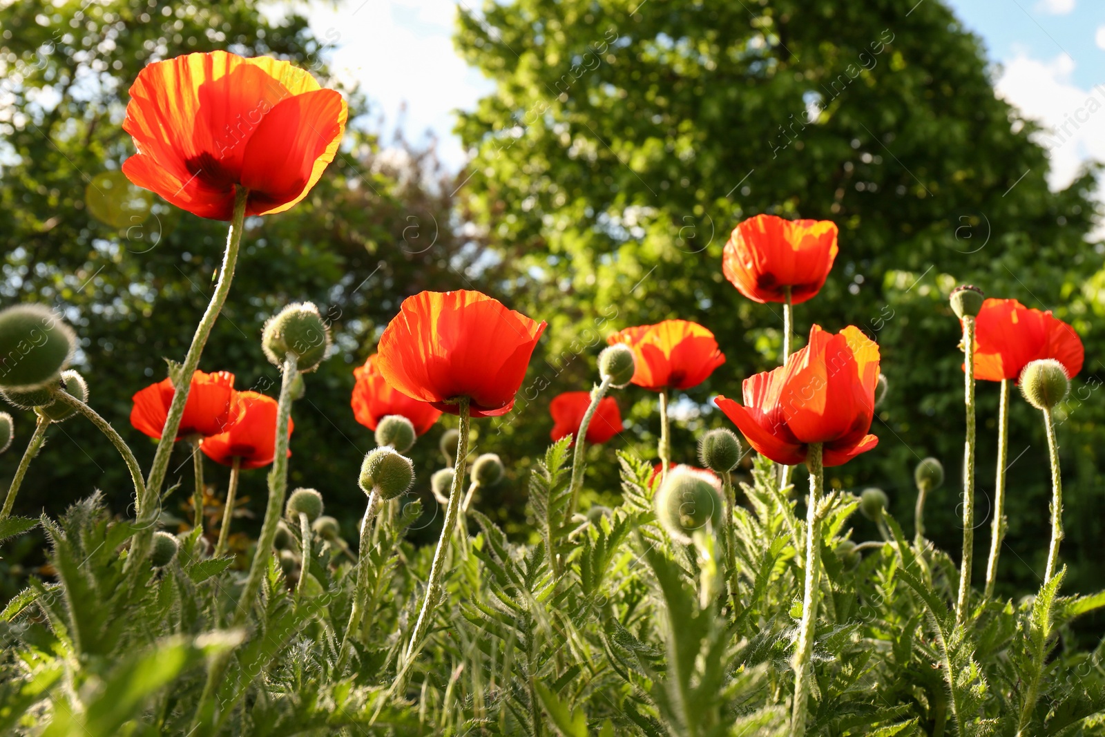 Photo of Beautiful red poppy flowers outdoors on sunny day, low angle view