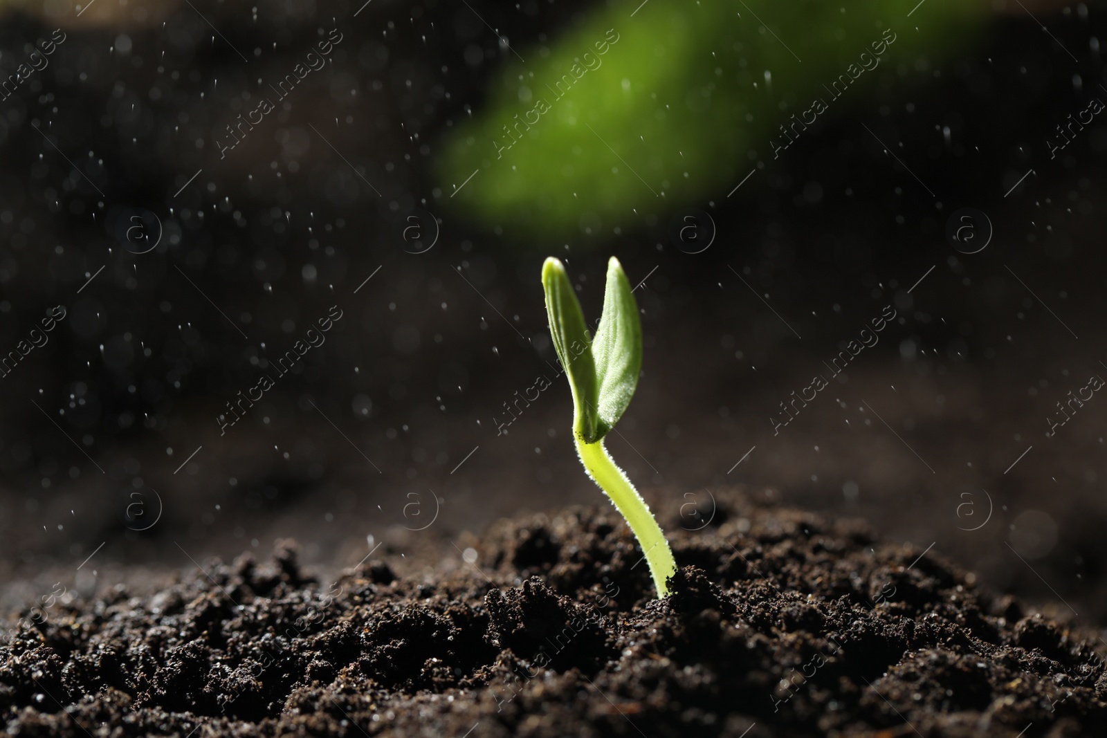 Photo of Sprinkling water on little green seedling in soil, closeup. Space for text