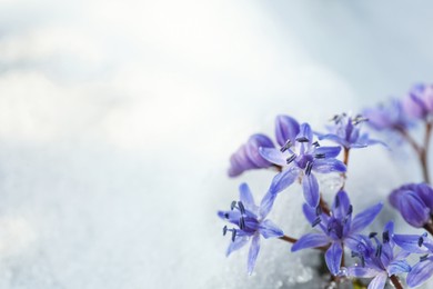Photo of Beautiful lilac alpine squill flowers growing through 
snow outdoors, space for text
